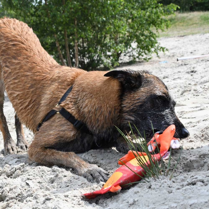 Hozies Sammy Stripes aus Feuerwehrschlauch - Small